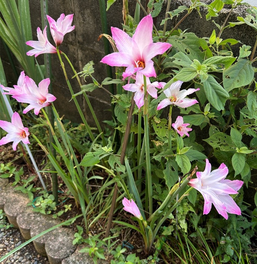 1-1-ハブランサス