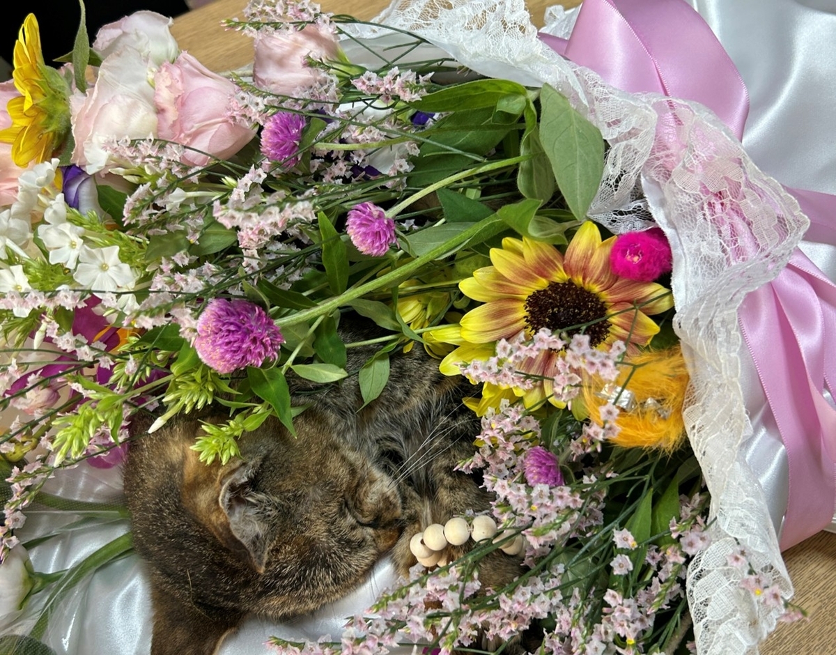 １－１－チョコを蛇尾に