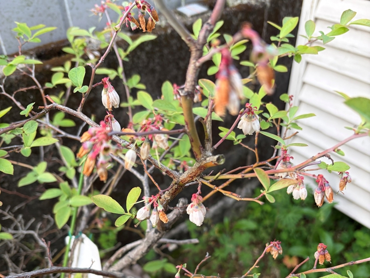ブルーベリーの花