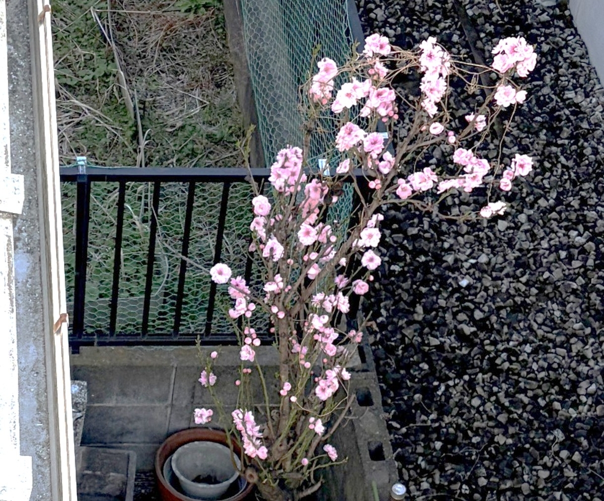 花桃