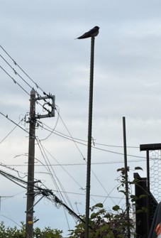 ２－親ツバメ、玄関を出ると警戒してこちらを見ている
