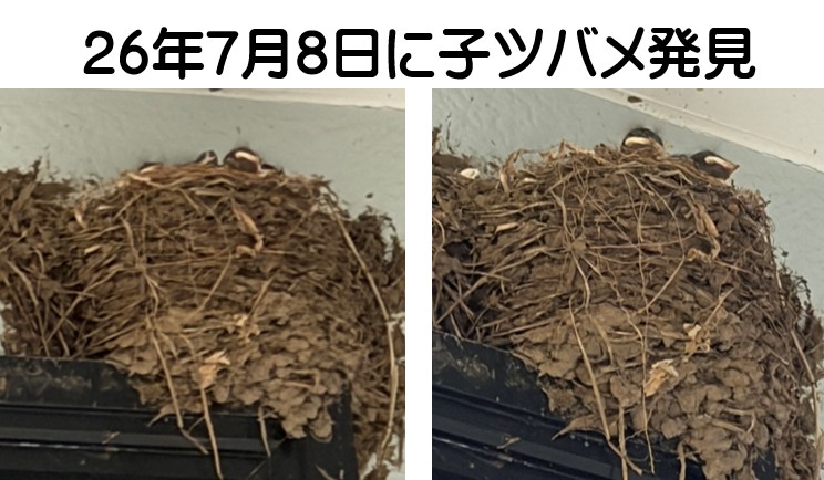 １－7月8日子ツバメ発見