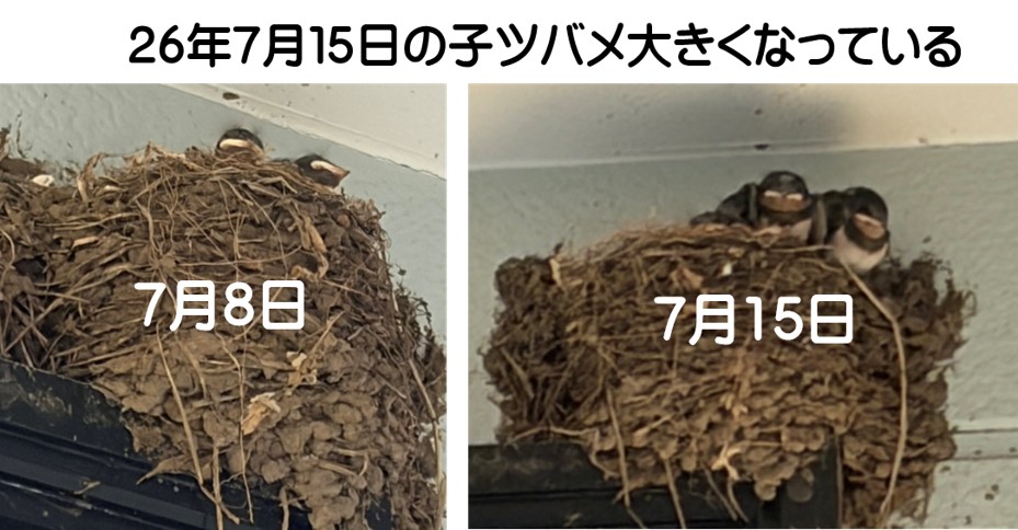 7月15の子ツバメの様子