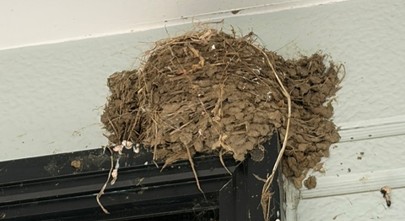 ０－つばめが巣立った空きのの寝床