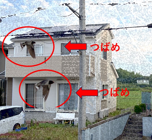 ２－ツバメが飛んでいる