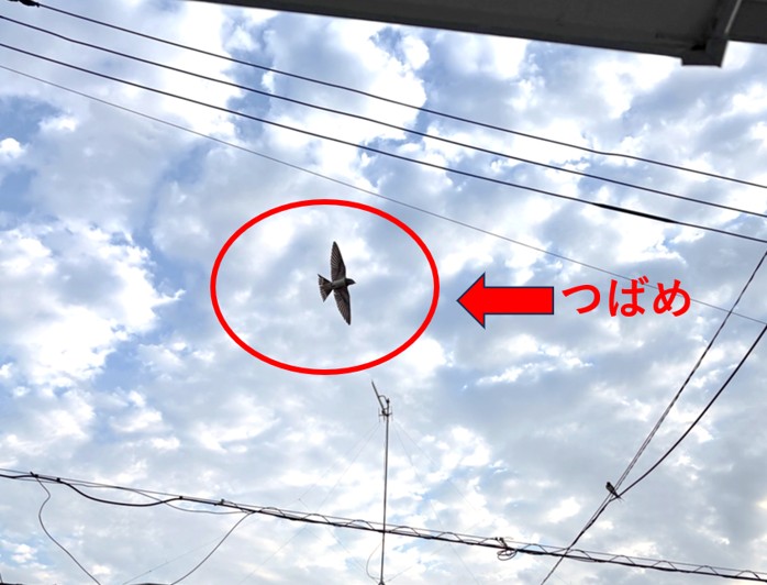 ２－ツバメが飛んでいる２