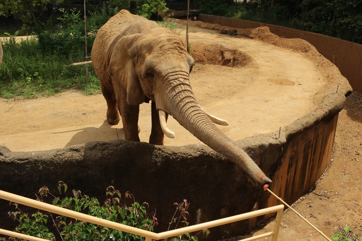 動物園の豆知識 ｒ 動物バカ 必読 世界一危険な動物園は 動物系ブログ