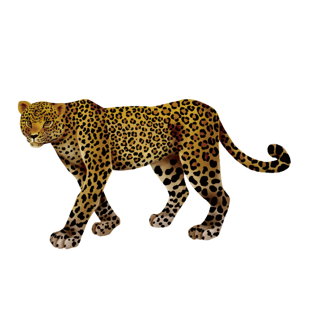 動物のビッグ5とは？】其の⑤ - ヒョウ 「ヒョウ柄はロゼッタ柄