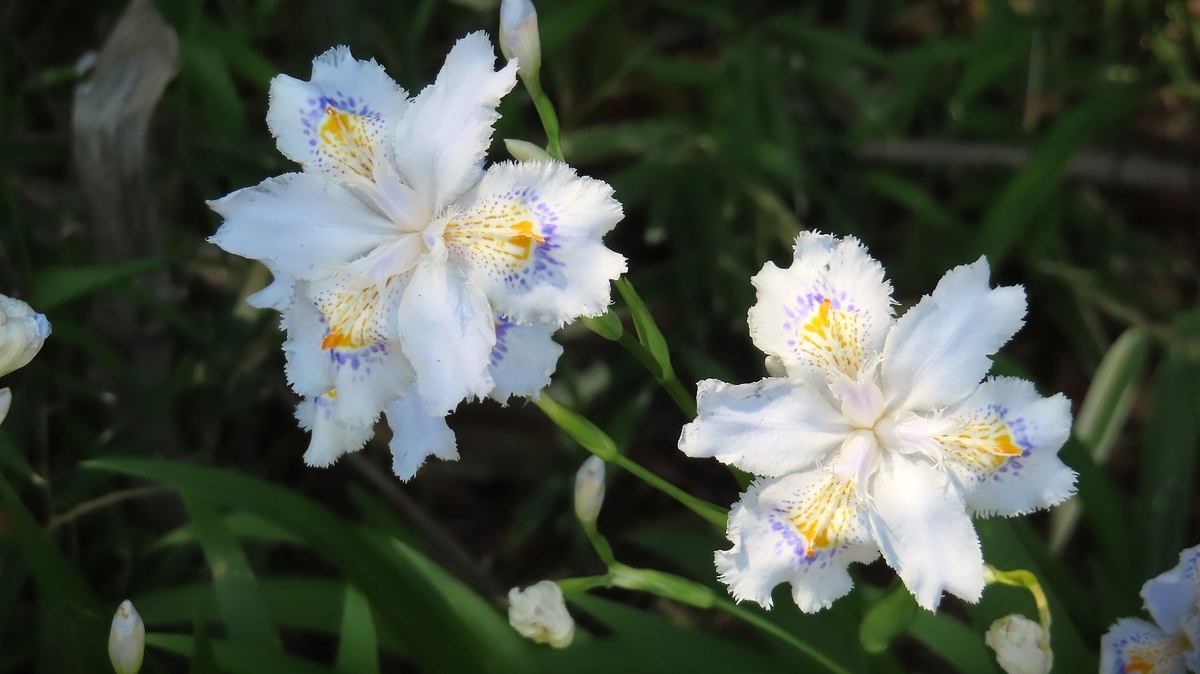 春の花：シャガ - KUWAの春夏秋冬・・・