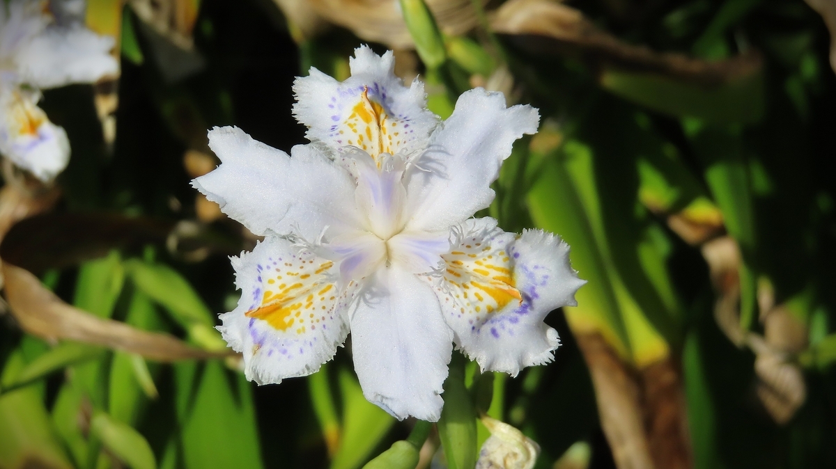 春の花：シャガ - KUWAの春夏秋冬・・・