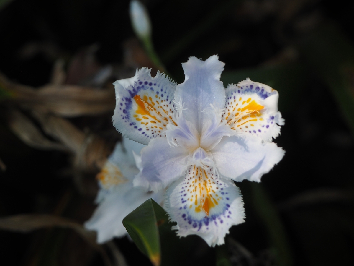 春の花：シャガ - KUWAの春夏秋冬・・・