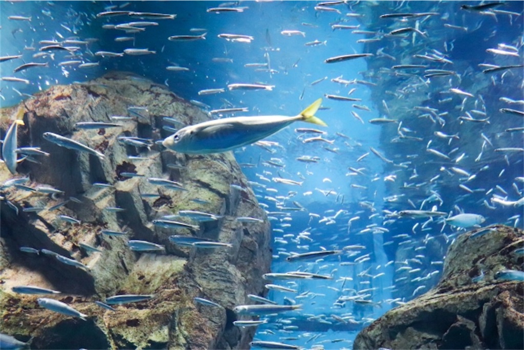 f:id:my_aquarium_studios:20200314164608j:image