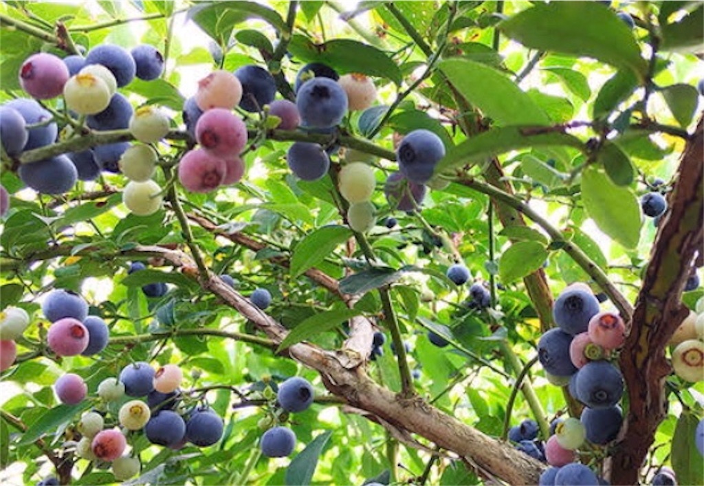 f:id:my_darling_child:20210630132752j:image