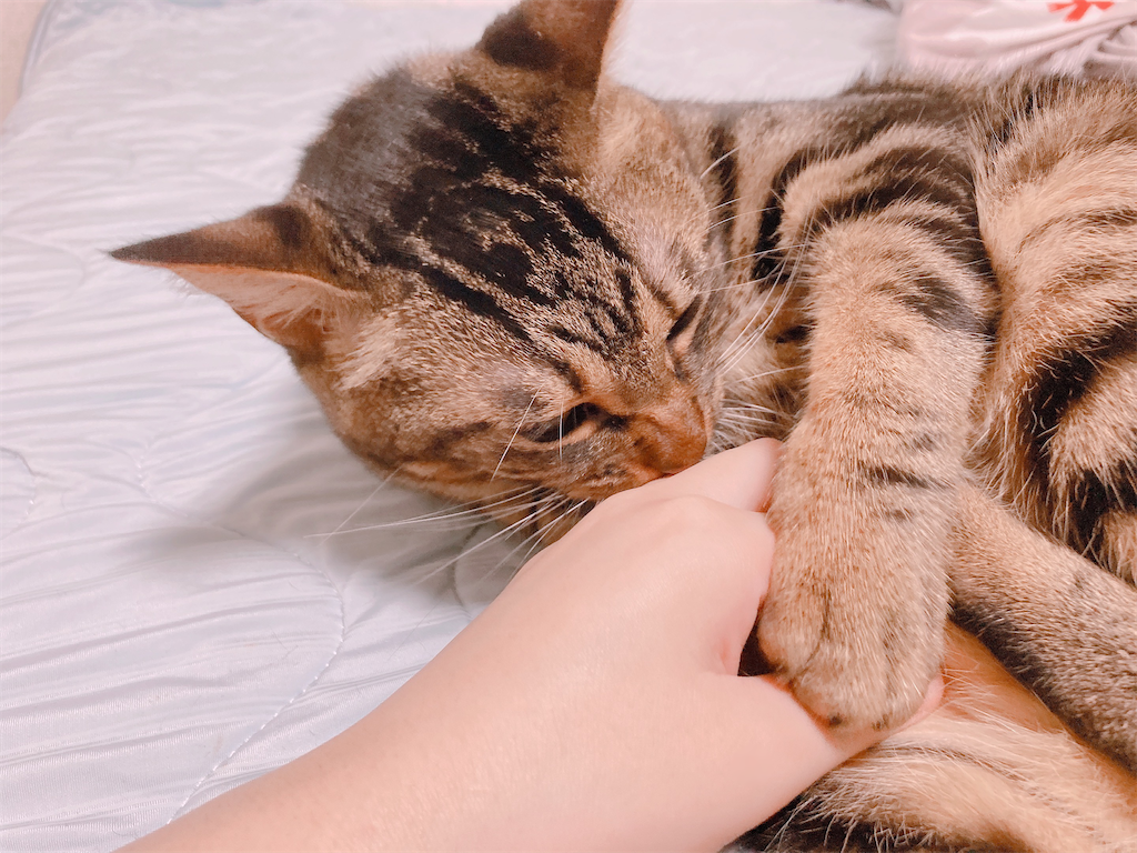 f:id:my_pudding:20230731084358p:image