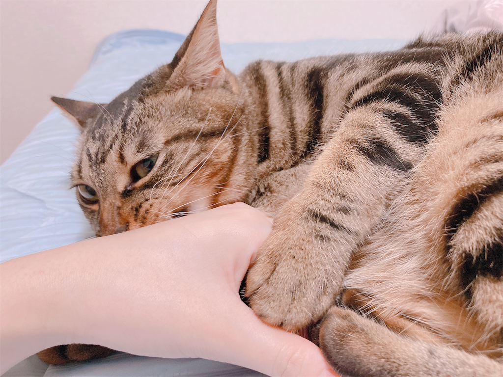 f:id:my_pudding:20230731084439p:image