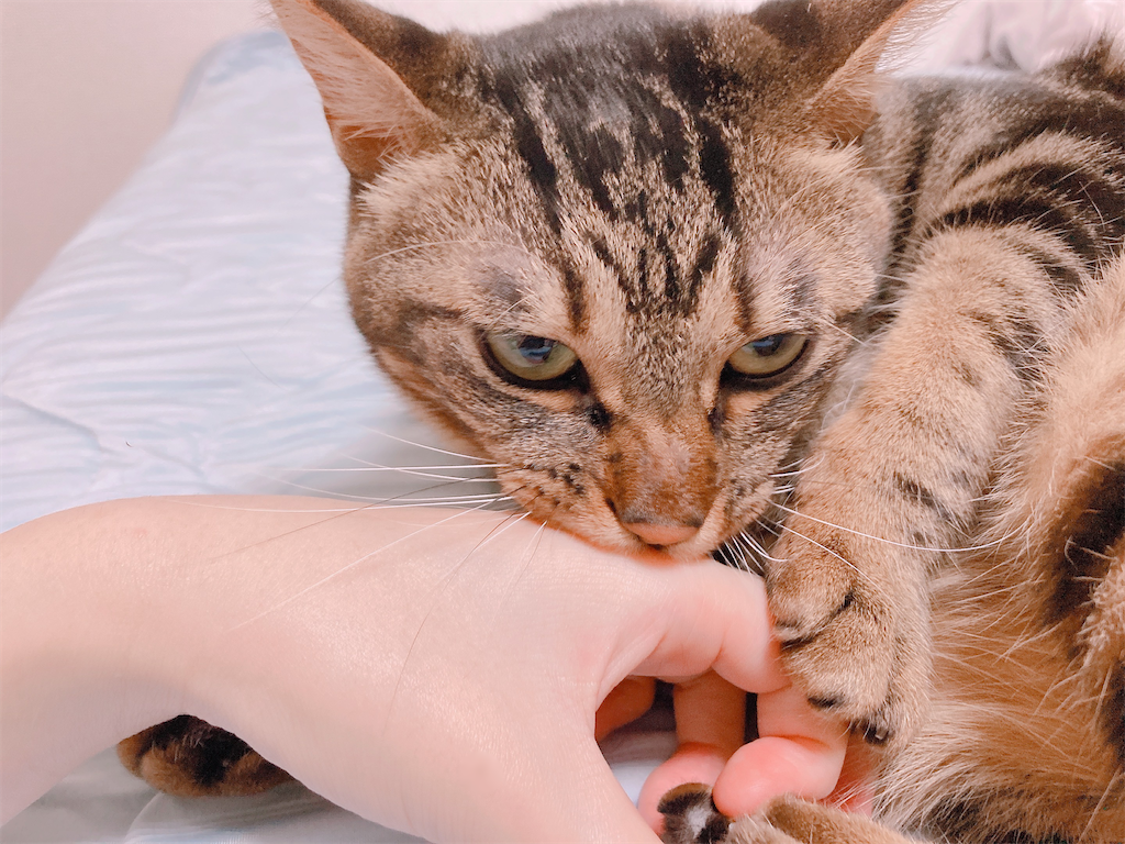 f:id:my_pudding:20230731084516p:image