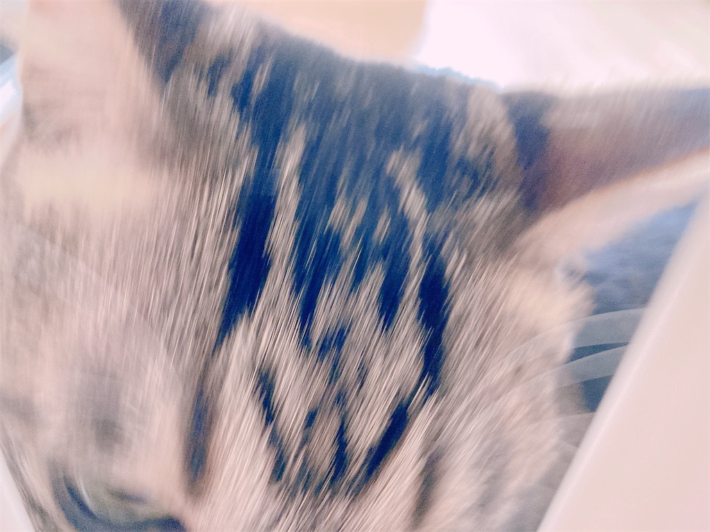 f:id:my_pudding:20230731110247j:image