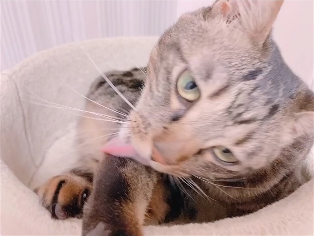 f:id:my_pudding:20230731171448j:image f:id:my_pudding:20230731171448j:image