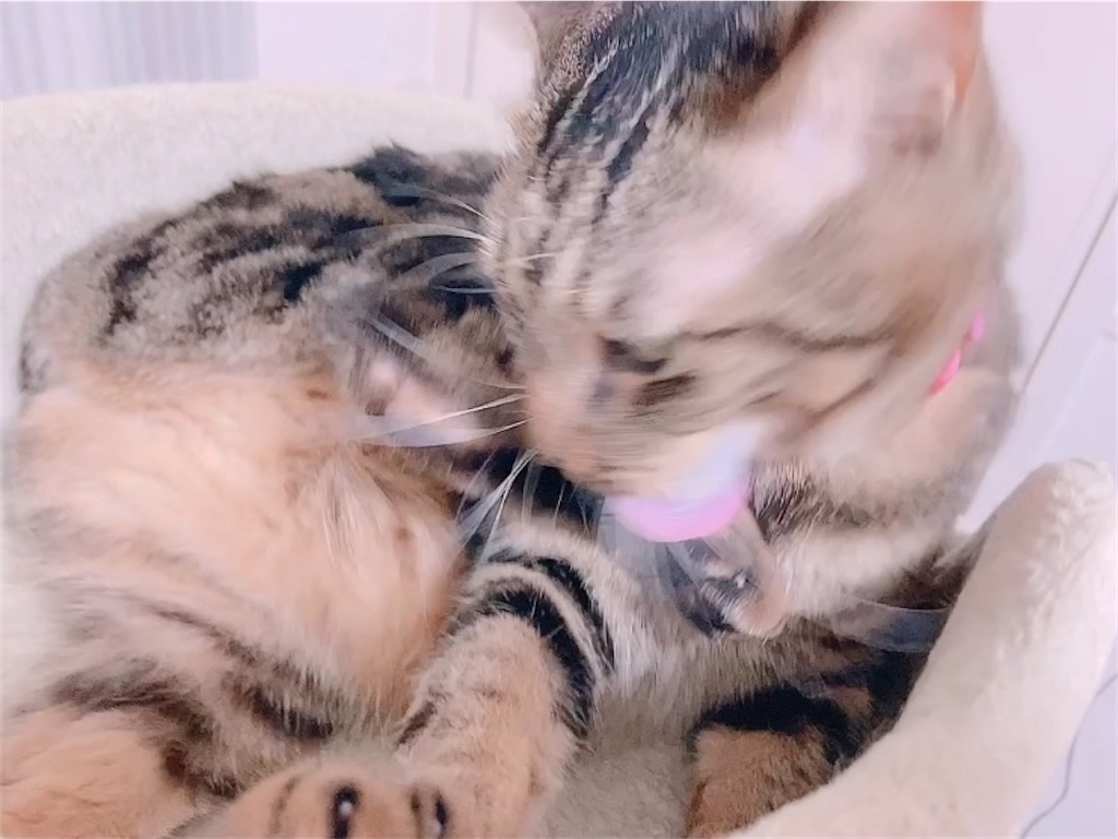 f:id:my_pudding:20230731171451j:image f:id:my_pudding:20230731171451j:image