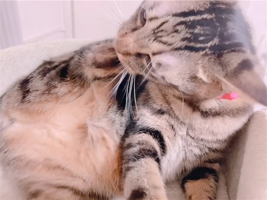 f:id:my_pudding:20230731171454j:image f:id:my_pudding:20230731171454j:image