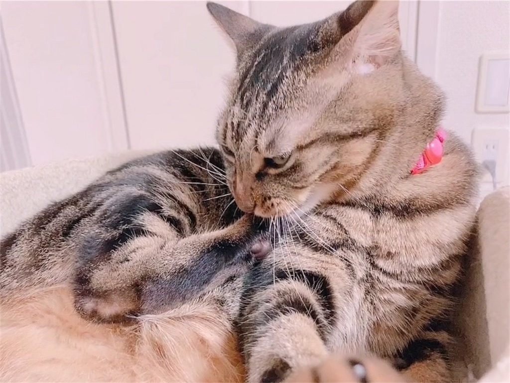 f:id:my_pudding:20230731171500j:image f:id:my_pudding:20230731171500j:image