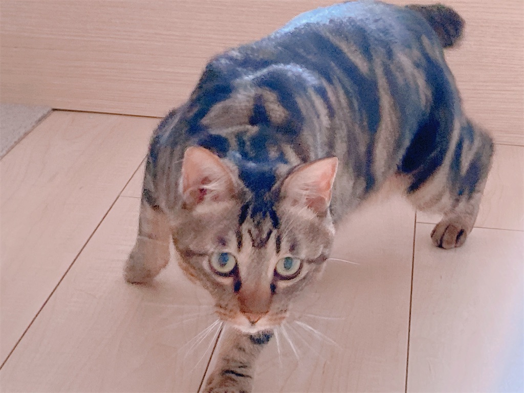 f:id:my_pudding:20230801133125j:image f:id:my_pudding:20230801133125j:image