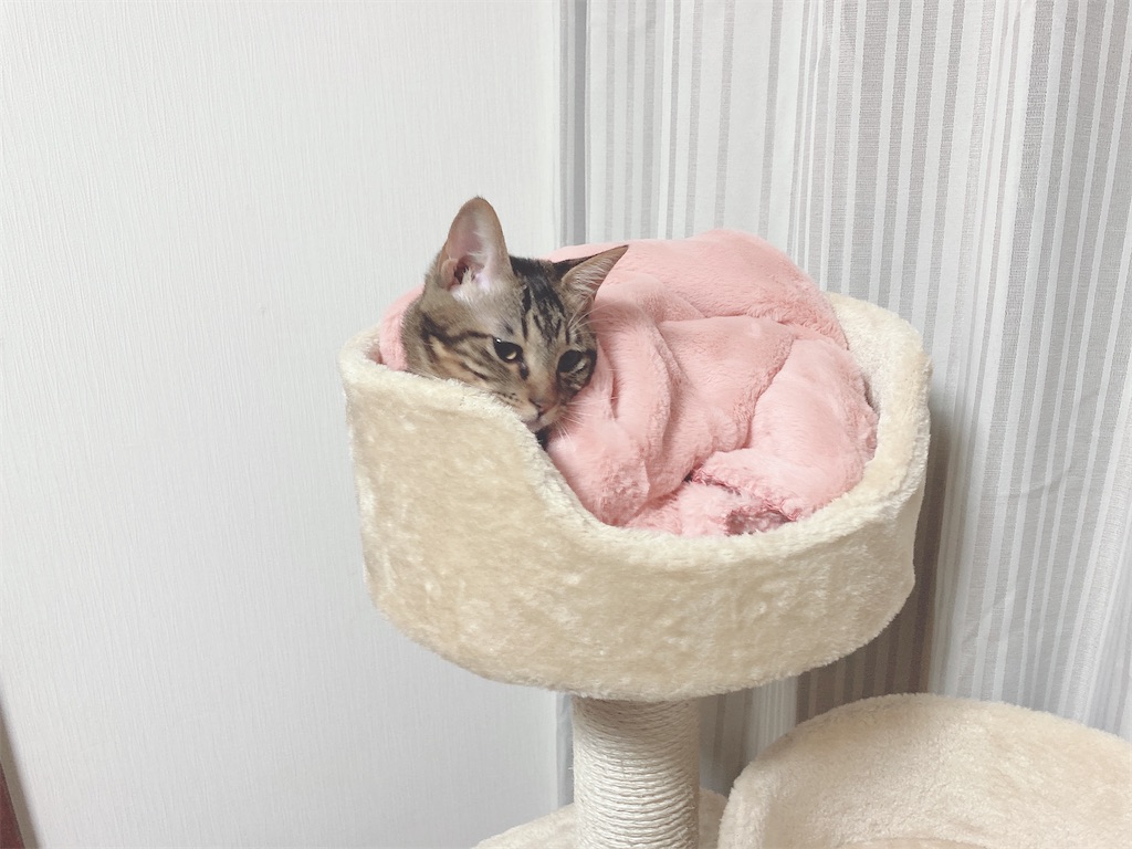 f:id:my_pudding:20230801183033j:image f:id:my_pudding:20230801183033j:image