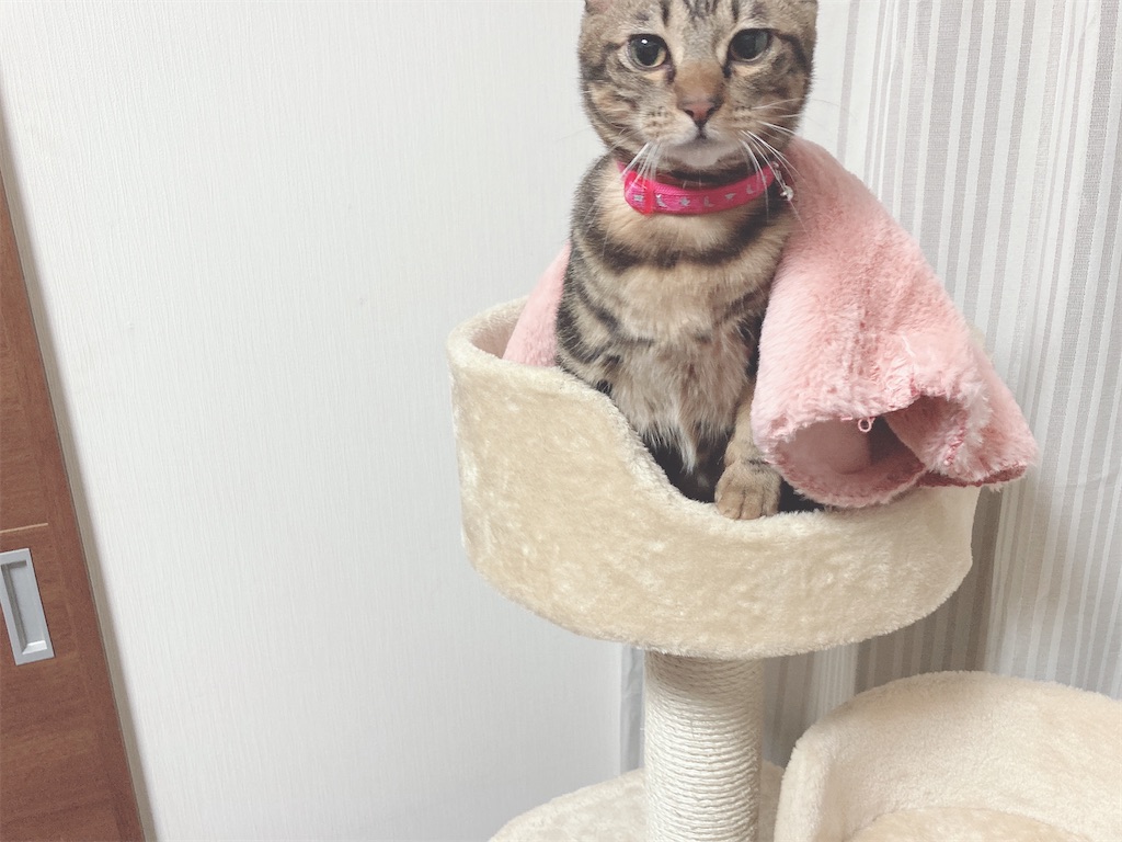 f:id:my_pudding:20230801183112j:image f:id:my_pudding:20230801183112j:image