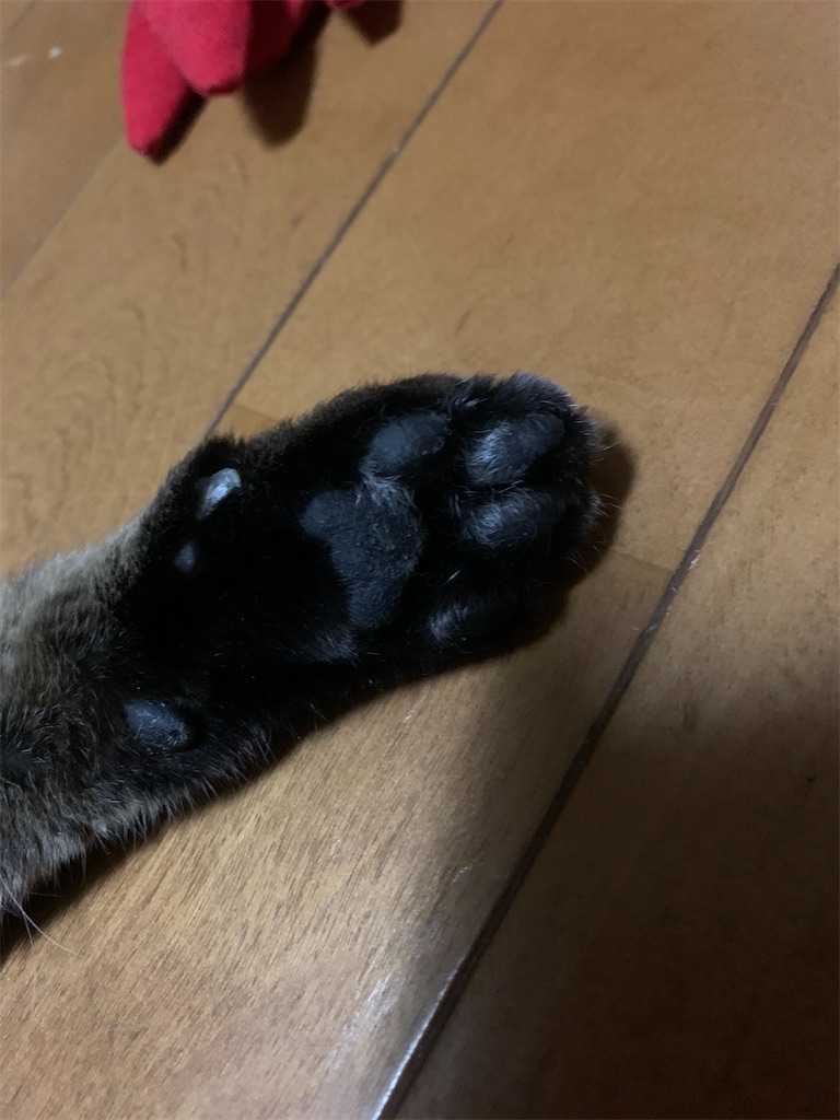 f:id:myaa-non:20211104221924j:plain