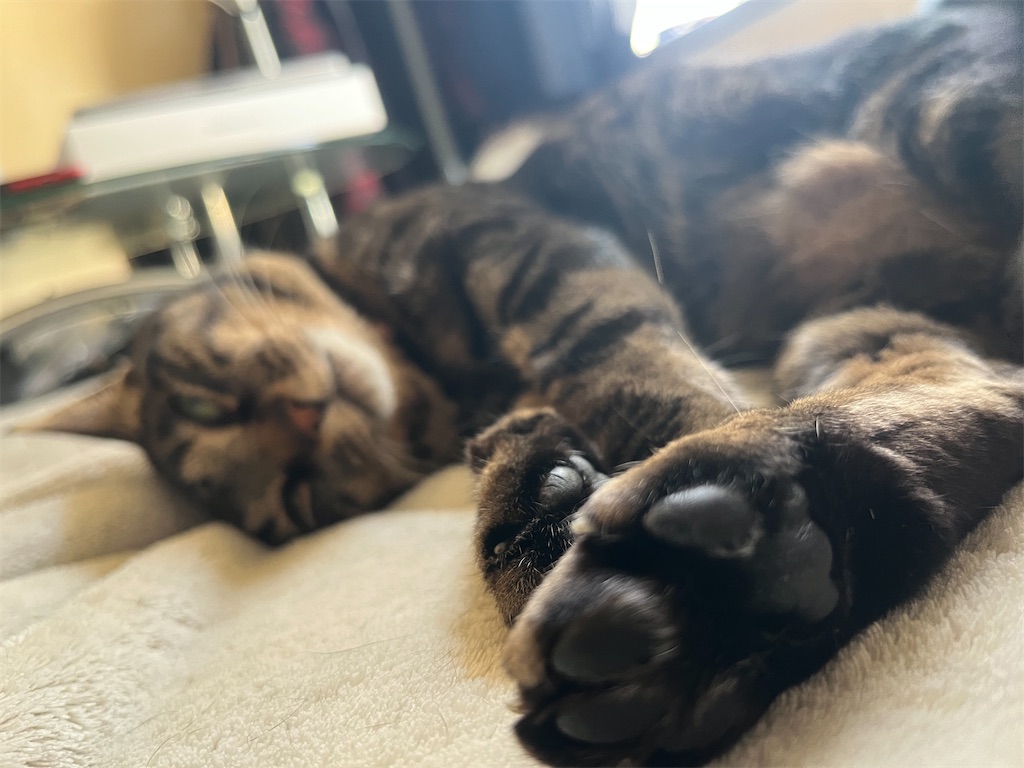 f:id:myaa-non:20220427190417j:image