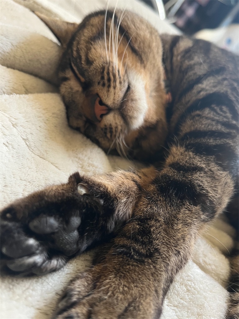 f:id:myaa-non:20220427190420j:image