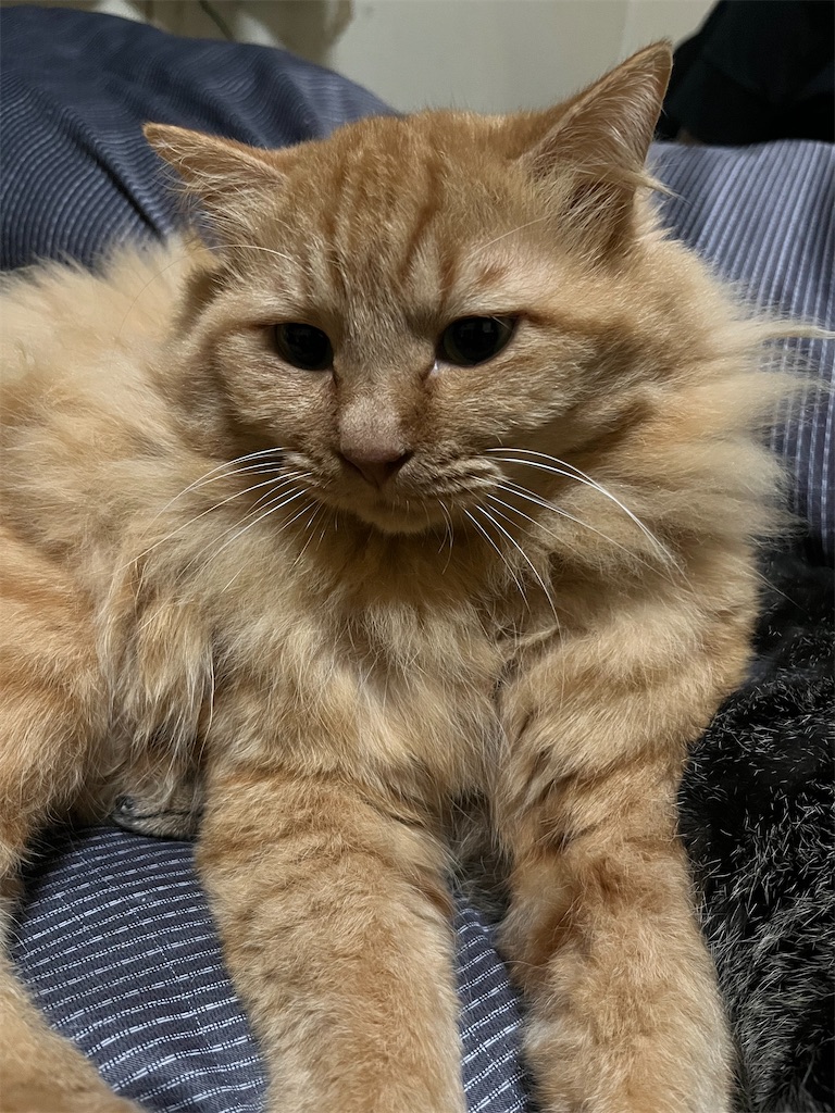 f:id:myaa-non:20220427190423j:image