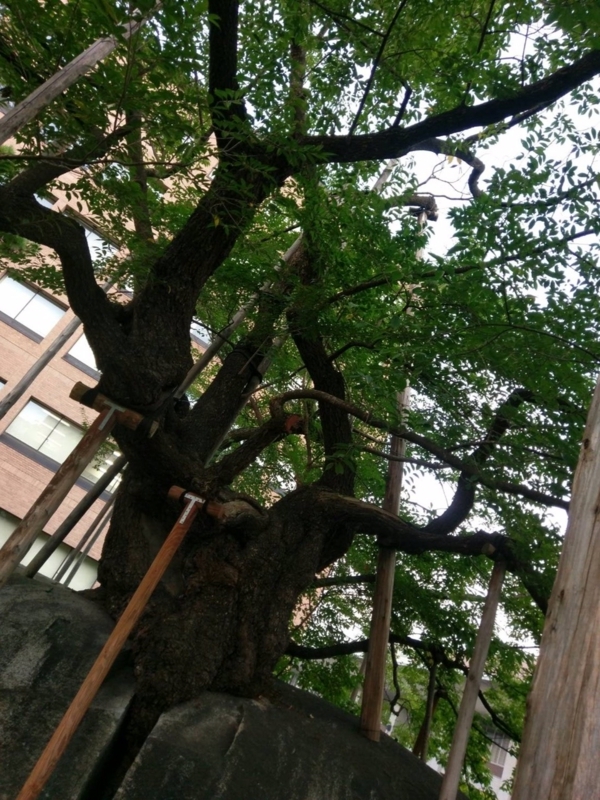 f:id:myadomachi:20161021223030j:plain