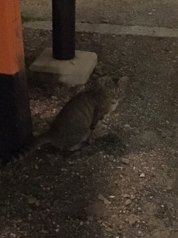 f:id:myadomachi:20161030212239j:plain