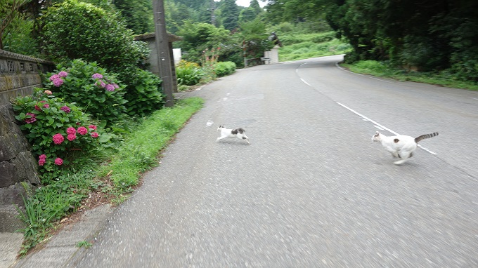 f:id:myalv:20160709193836j:plain