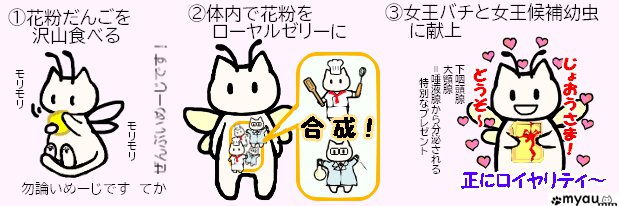 巣で作業する働きバチのお仕事（育児系担当）