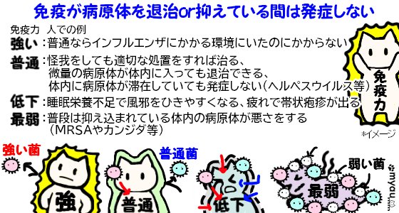 12月12日は世界りんご猫デー 免疫がFIVを抑えていれば発症しない