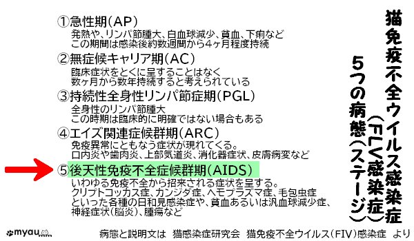 12月12日は世界りんご猫デー FLVの病態