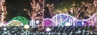 新宿クリスマスイルミネーション2022-12 Twinkly Light Syste03くじら