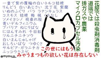 終活0731 この世にはもうみゃうまつもの欲しい花は存在しないから葬儀に花はいらない