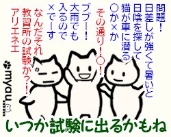 20240102猫正月と猫バンバン06猫バンバンは冬だけじゃない