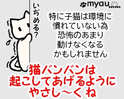 20240102猫正月と猫バンバン07猫バンバンは優しく叩いてね