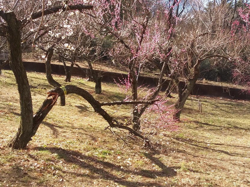 20240308桜とチューリップとバラしか知らない　生田緑地の梅園