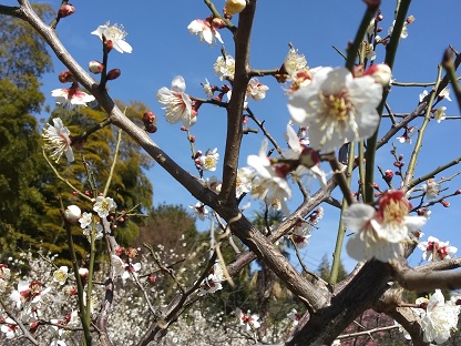 20240308桜とチューリップとバラしか知らない　生産緑地地区の梅
