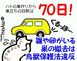 202406猫バンバン06雛や鳥の居留守の撤去は鳥獣保護法違反