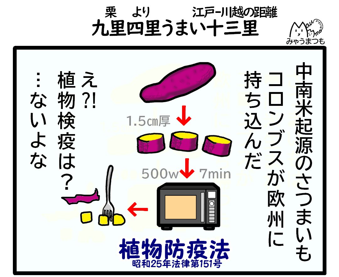 中南米起源のさつまいもコロンブスが欧州に 持ち込んだえ⁈ 植物検疫は？ないだろうなと言う文章とさつま芋を電子レンジ加熱するイラスト