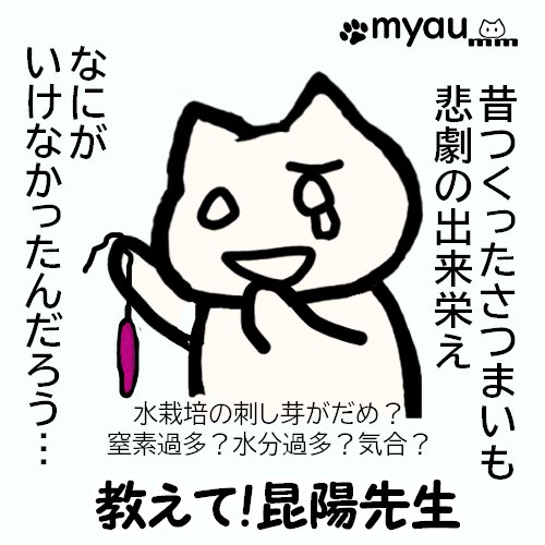 昔作ったさつま芋がとても貧弱で何がいけなかったのか　水や窒素過多か水栽培のつるではだめなのか気合が足りなかったのか教えて昆陽先生！と言う文章と、細い芋を下げて半泣きのイラスト