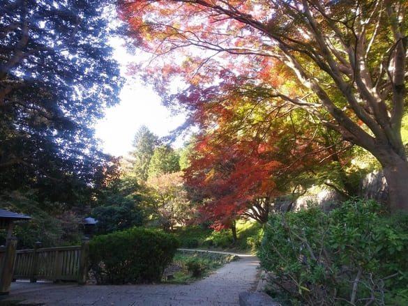 生田緑地紅葉　しょうぶ園