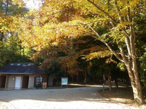 生田緑地紅葉　中央広場トイレがメタセコイアの入口