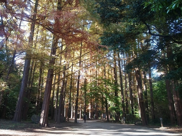 生田緑地紅葉　メタセコイアの林入口